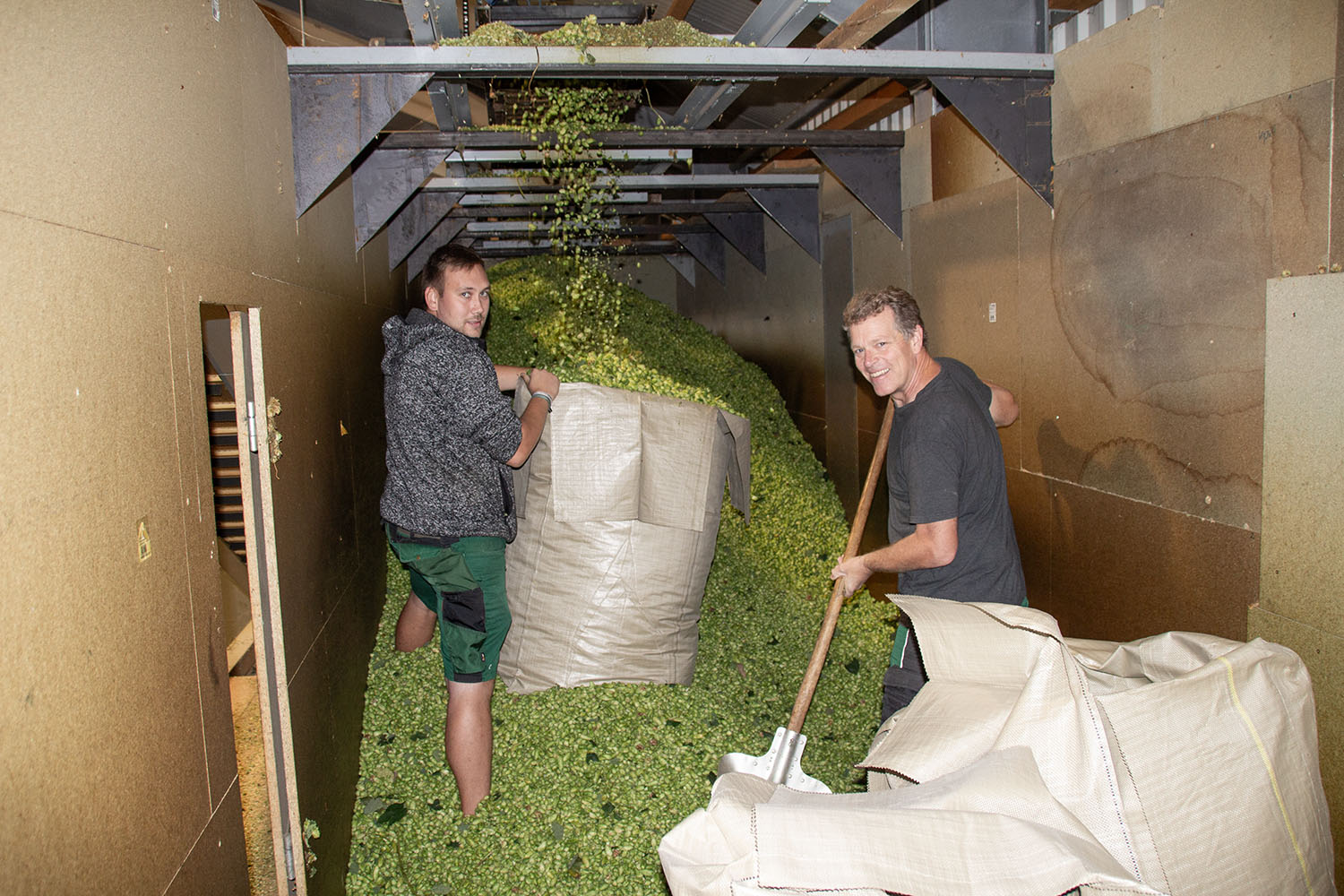 Hopfenernte - Eric holt den Grünhopfen